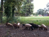 Locally-Raised Pastured Pork Now Available!