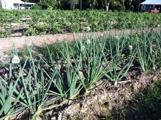 Mahaffey Farms onions